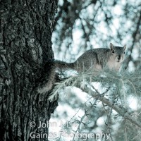 squirrelweather